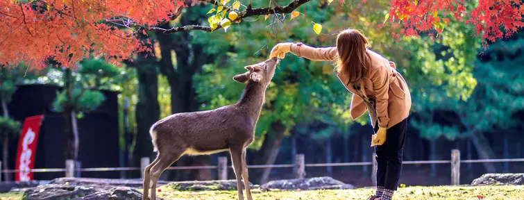 Nara - Deer and girl