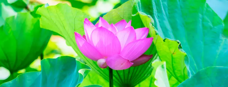 Lotus Flower in Kamakura