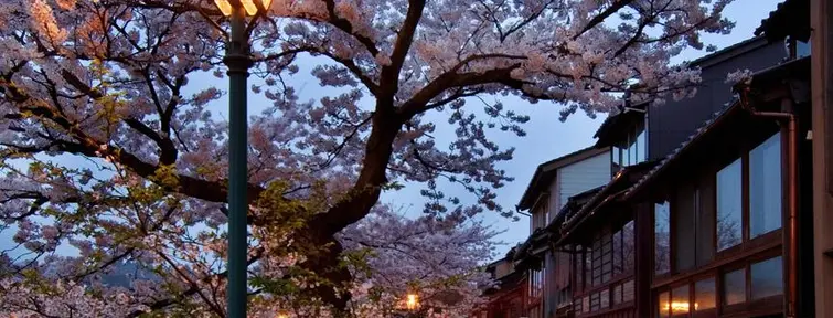 Cerisiers dans les rues traditionnelles de Kanazawa. 