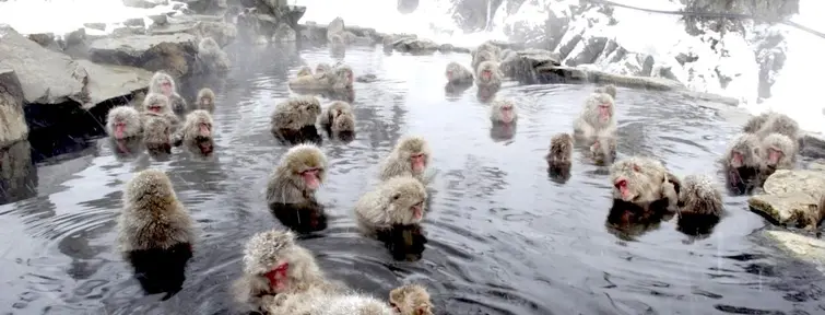Des singes dans un onsen près de Nagano.