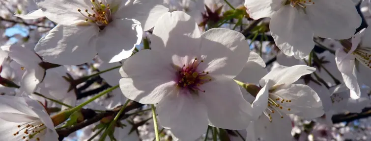 The Japanese cherry trees, a symbol of the Rising Sun.