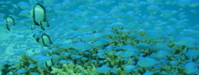 Dans les eaux d'Okinawa