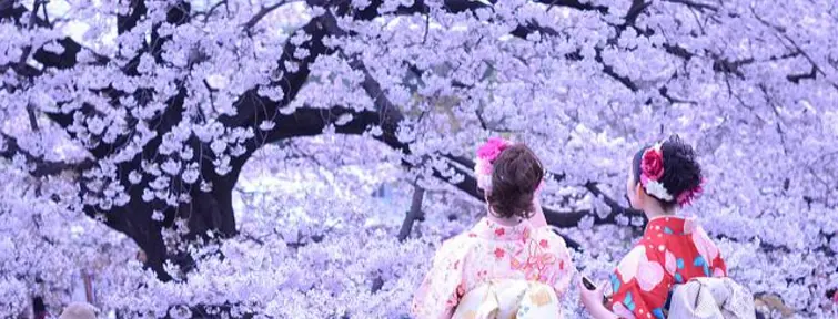  Japanese women in traditional dress under cherry blossoms
