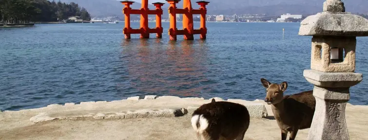 Les daims de Miyajima Les daims de Miyajima