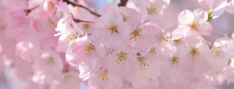 Cerezos en flor en Tokio