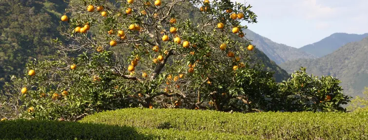 Paysage le long des chemins de Kumano Kodo