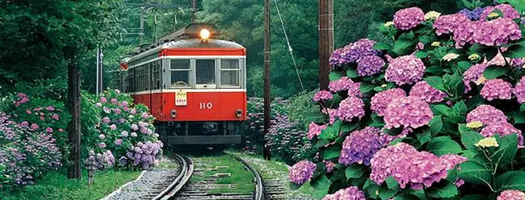 Le train Hakone Tozan vous balade parmi les allées d'hortensias