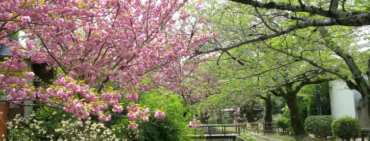 The cherry blossoms along the Philosophers Path in spring