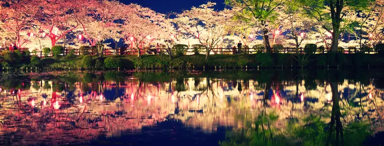 Illuminated cherry blossoms at night