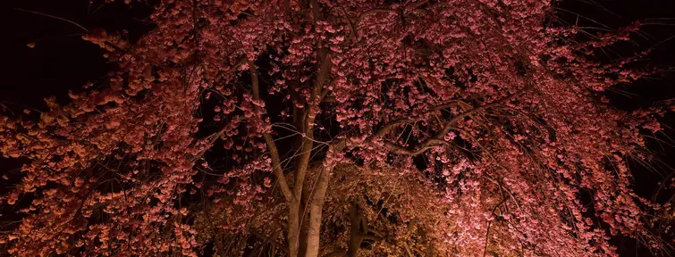 An illuminated cherry tree in bloom
