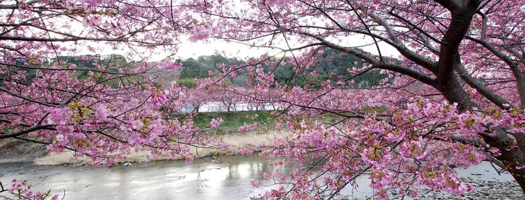 La rivière Kawazu et ses cerisiers en fleur