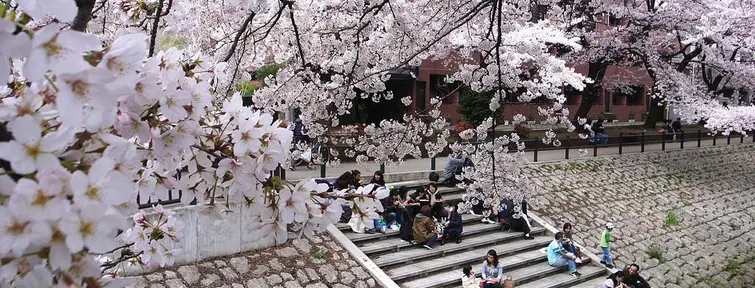 Hanami, a moment of conviviality Hanami, a moment of conviviality