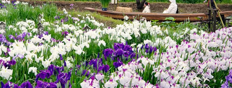 Des mariés dans le parc Suigo Sawara Ayame