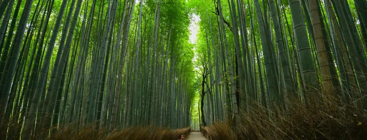 Bambouseraie arashiyama
