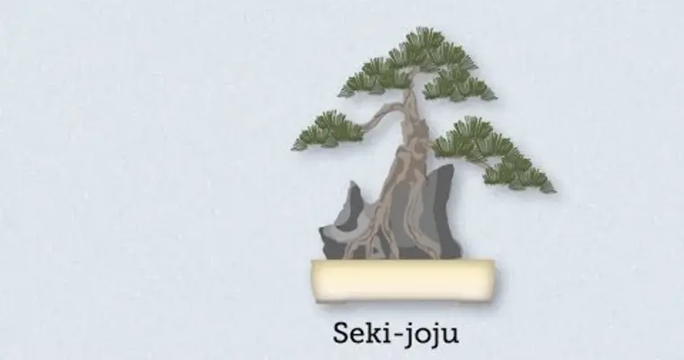 The practice of bonsai in Japan is an ancient art | Japan Experience