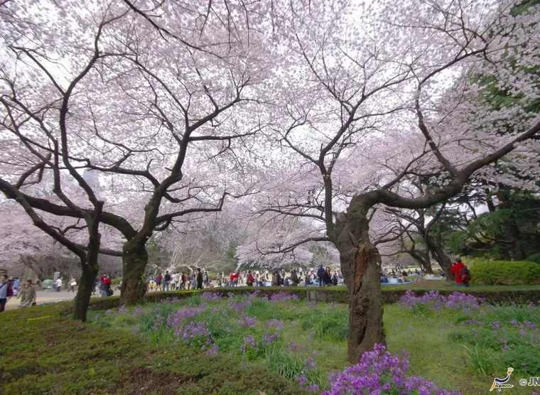 The green side of Tokyo | Japan Experience