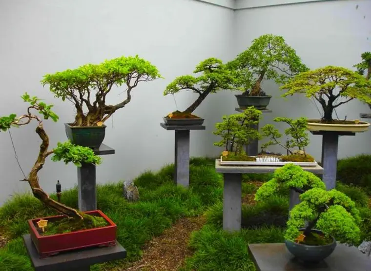 bonsai wasserfall Bonsai main image 0