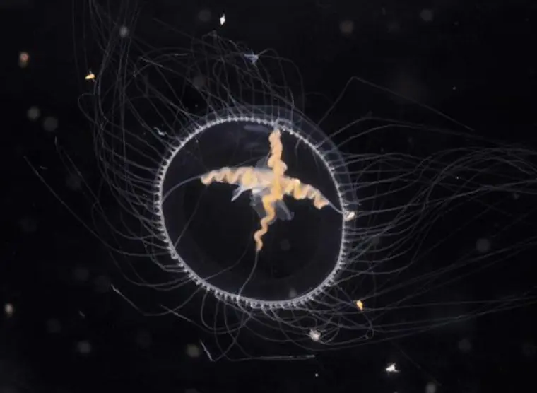 Enoshima Aquarium | Japan Experience