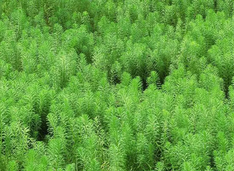 Midori no Hi | Japan Experience