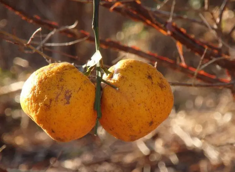 Japanese citrus fruits Japan Experience