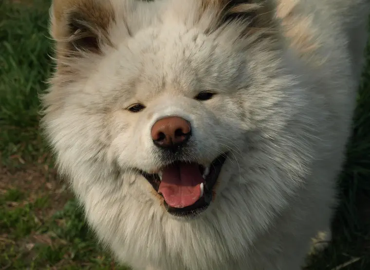 Wasao, the stationmaster dog | Japan Experience