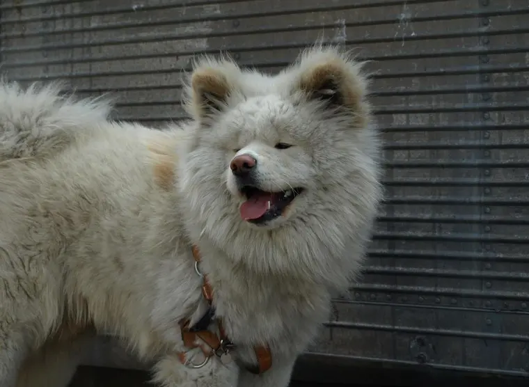 Wasao, the stationmaster dog | Japan Experience