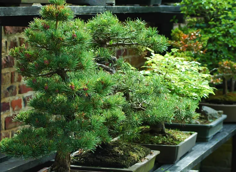 Kinashi Bonsai | Japan Experience