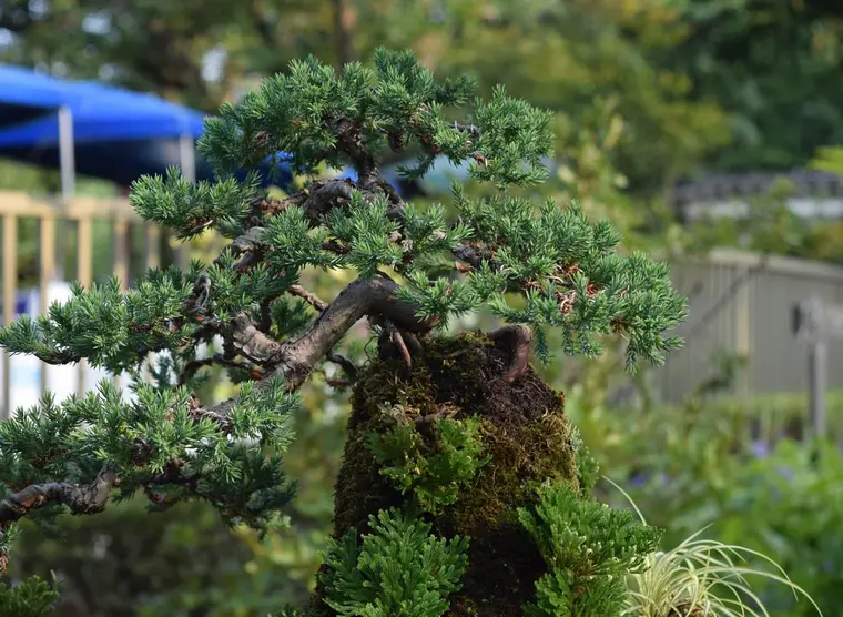 Kinashi Bonsai | Japan Experience