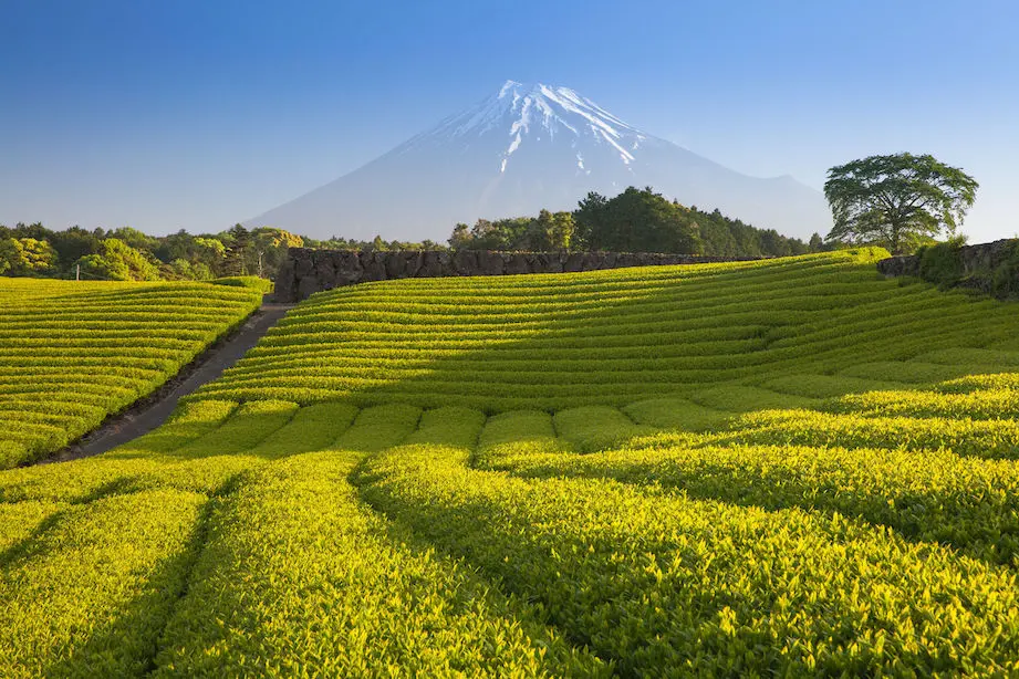 Mount Fuji Tea fields Mount Fuji Tea fields