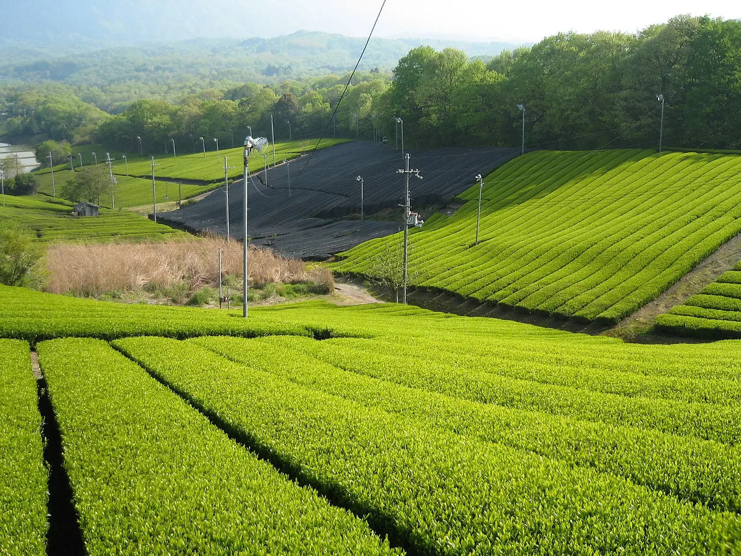 uji tea fields kyoto prefecture