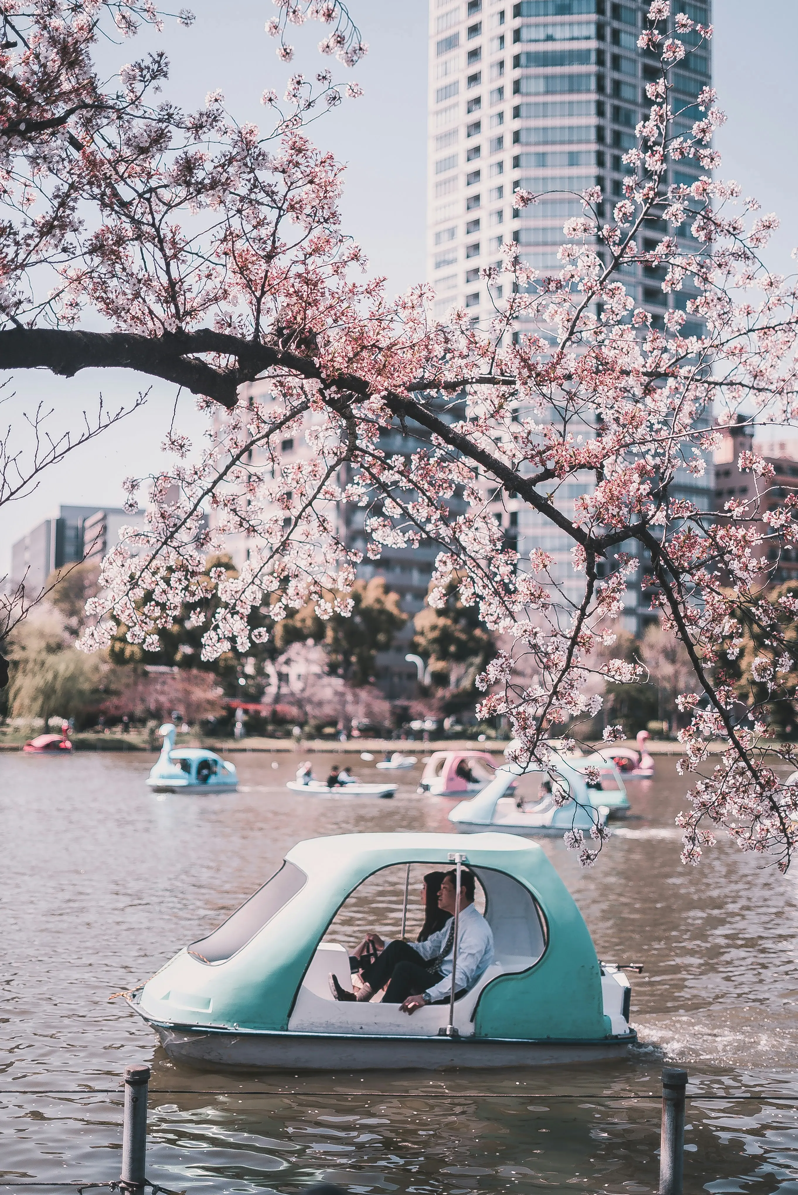 Les cerisiers du parc de Ueno