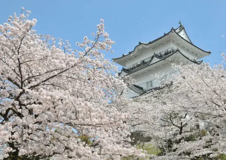 Le château d’Odawara au printemps