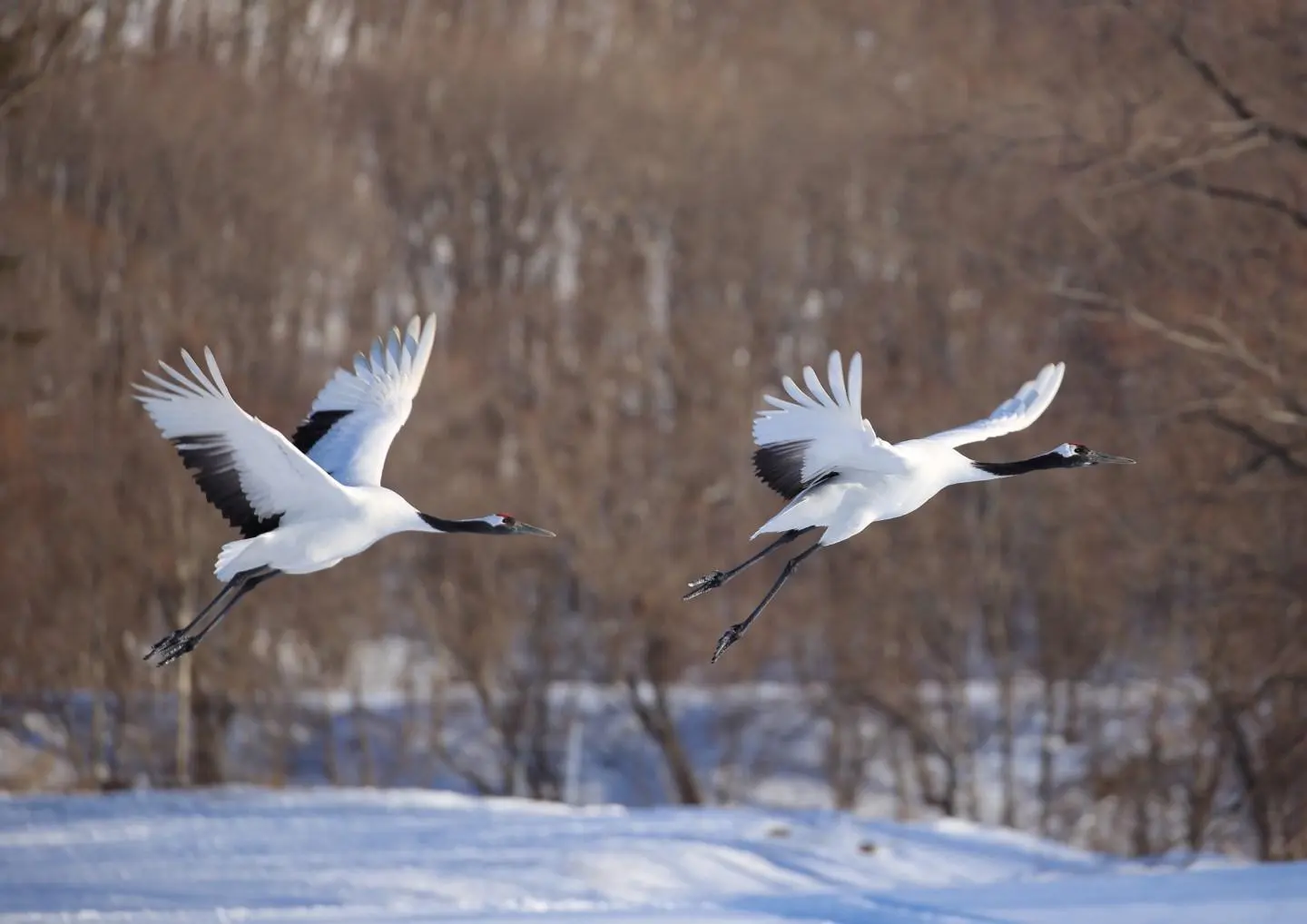 grues grues