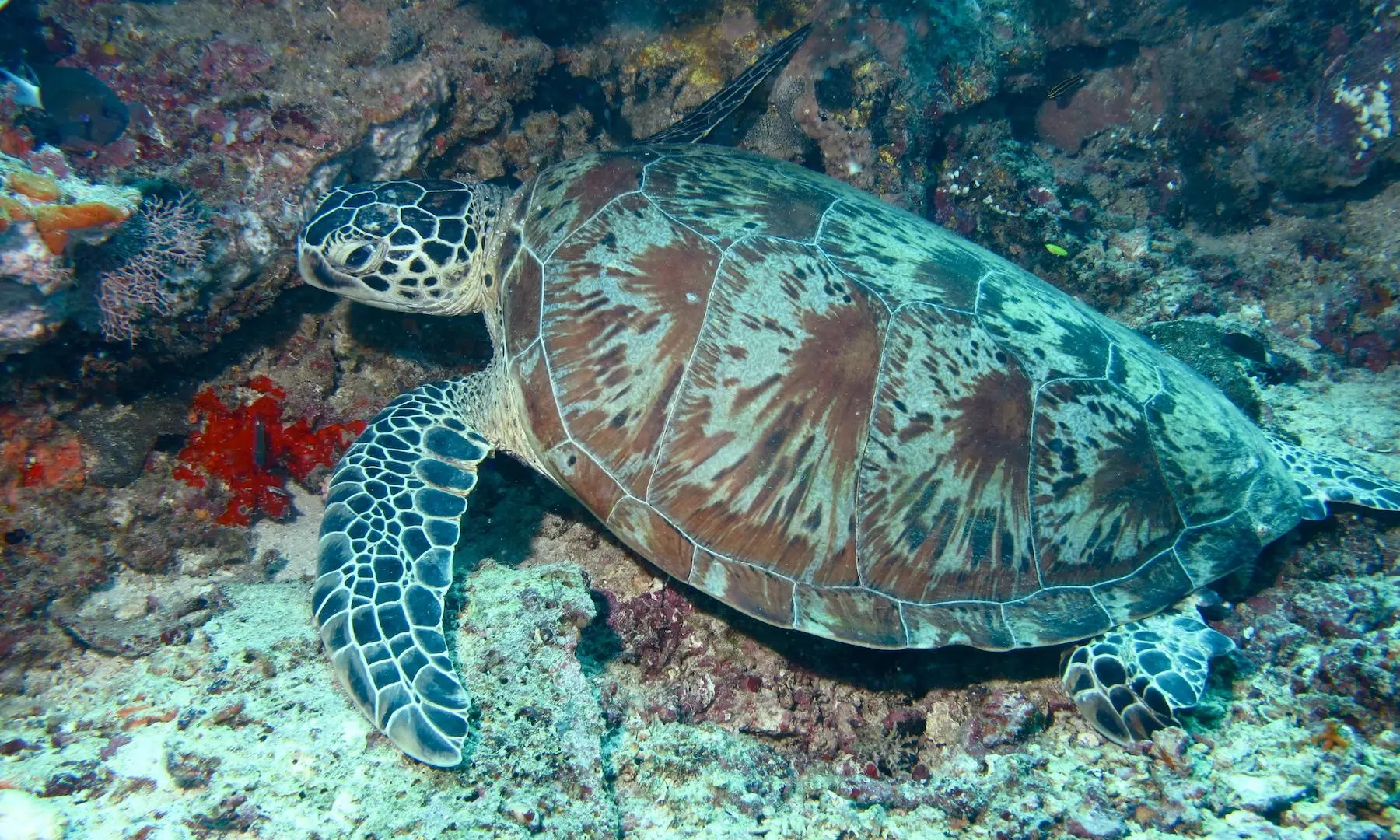 Tortue sous-marine Tortue sous-marine